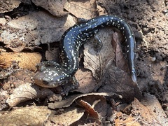 Plethodon albagula