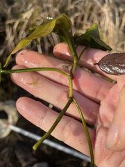 Potamogeton pulcher