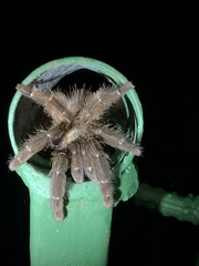 Psalmopoeus reduncus