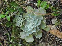 Echeveria shaviana