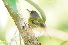 Todirostrum maculatum