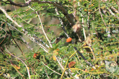 Archilochus alexandri