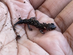 Plethodon albagula