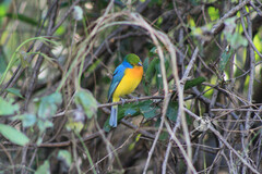 Passerina leclancherii