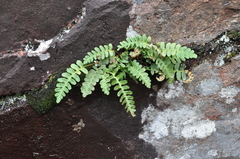 Polypodium saximontanum