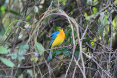 Passerina leclancherii