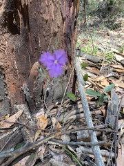 Thysanotus tuberosus