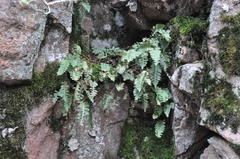 Polypodium saximontanum