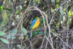 Passerina leclancherii