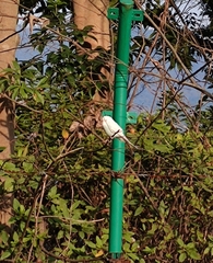 Melopsittacus undulatus domesticus