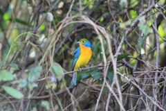 Passerina leclancherii