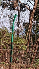 Melopsittacus undulatus domesticus