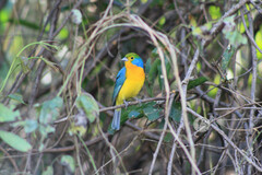 Passerina leclancherii