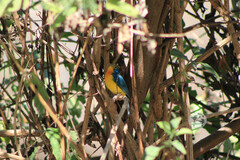 Passerina leclancherii