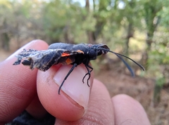 Melanis acroleuca acroleuca