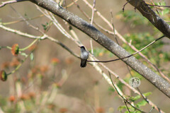 Archilochus alexandri