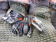 Melanis acroleuca acroleuca