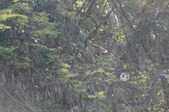 Ortalis poliocephala