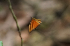 Eueides aliphera