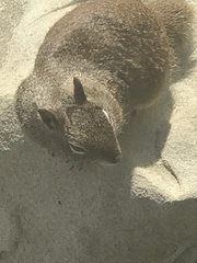 Otospermophilus beecheyi