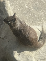 Otospermophilus beecheyi