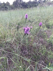 Liatris punctata mucronata