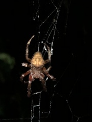 Eriophora