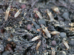 Coelopidae