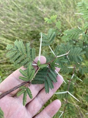 Vachellia farnesiana