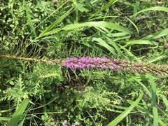 Liatris punctata mucronata