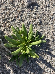 Cistanthe ambigua