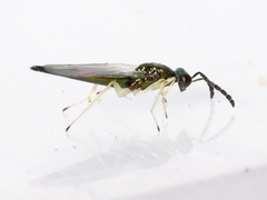 Eulophinae