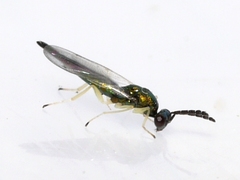 Eulophinae