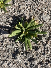 Cistanthe ambigua