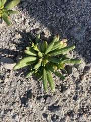 Cistanthe ambigua