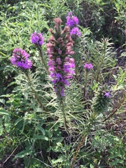 Liatris punctata mucronata