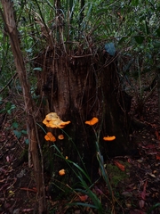 Piptoporus australiensis