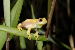 Dendropsophus nanus