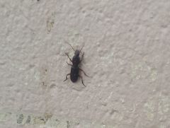 Stenomorphus californicus
