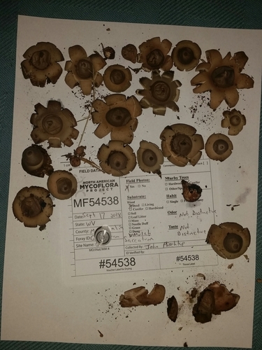 Geastrum morganii (Photo 4 of 4)