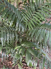 Ptychosperma macarthurii