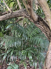 Ptychosperma macarthurii