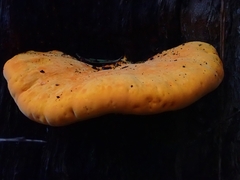 Piptoporus australiensis