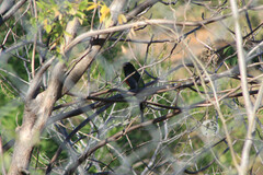Trogon elegans