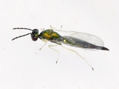 Eulophinae