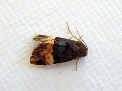 Pyripnoa pyraspis