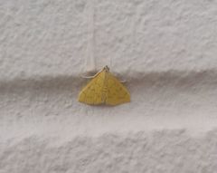 Loxomorpha flavidissimalis