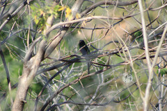 Trogon elegans