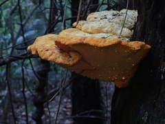 Piptoporus australiensis