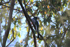 Trogon elegans